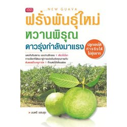ฝรั่งพันธุ์ใหม่หวานพิรุณดาวรุ่งกำลังมาแรง