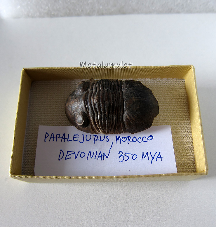 ฟอสซิลไทรละไบต์ Paralejurus