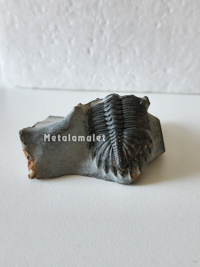 ฟอสซิลไทรโลไบท์