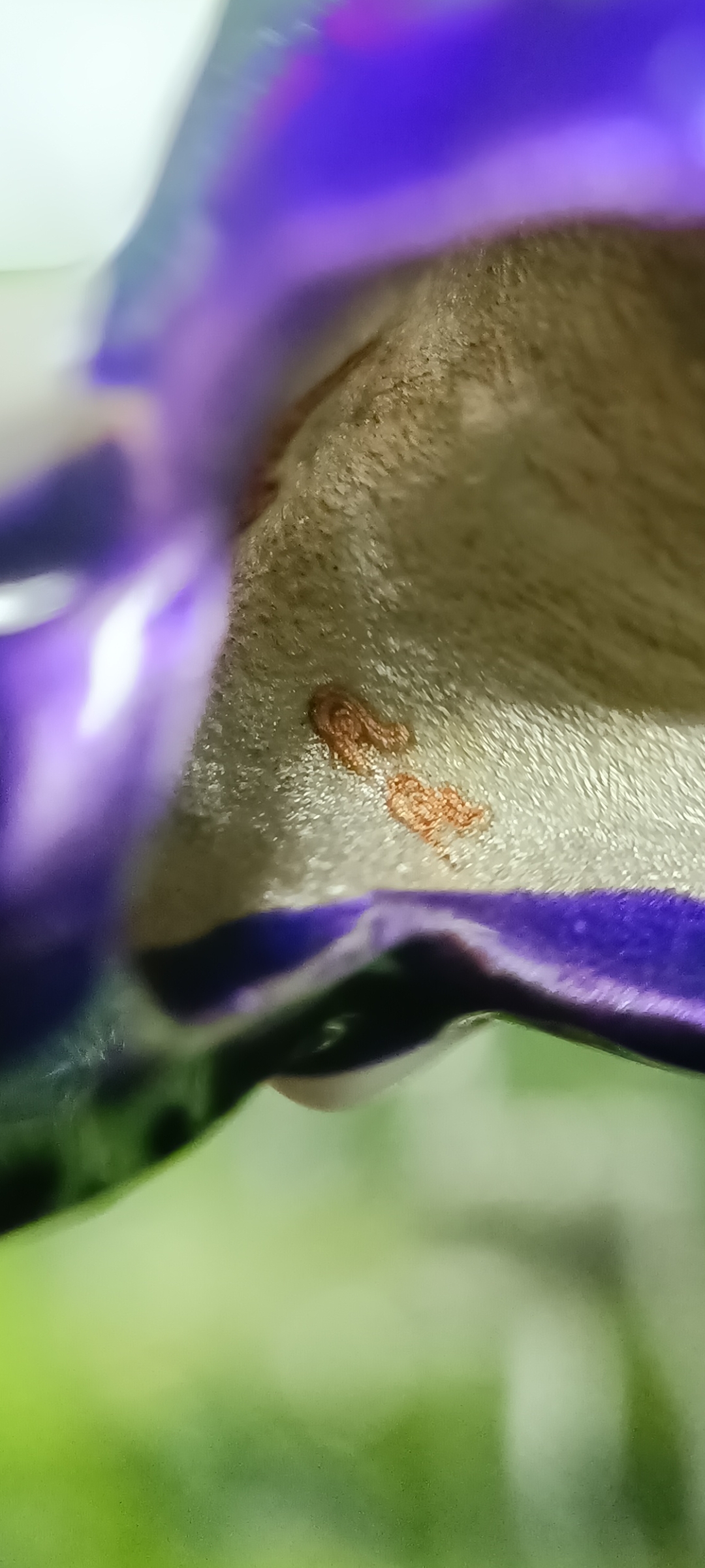 เศียรพระพิฆเณศประทานพร หลวงพ่อพัฒน์ วัดห้วยด้วน ปี 2565 เนื้อกะไหล่เงินลงยาม่วง หมายเลข๔๕