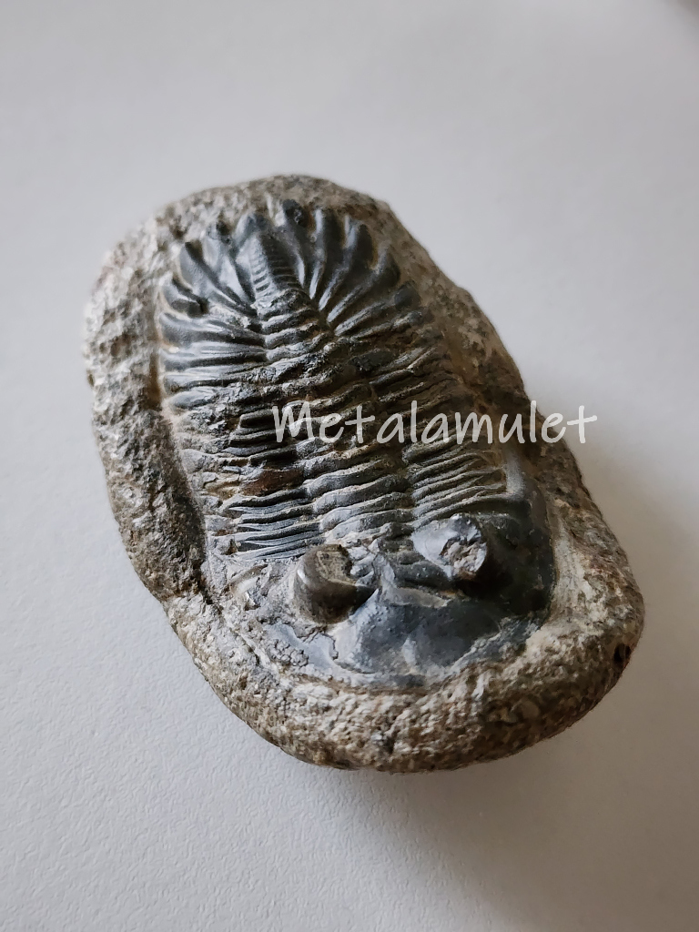 Hollardops Trilobite