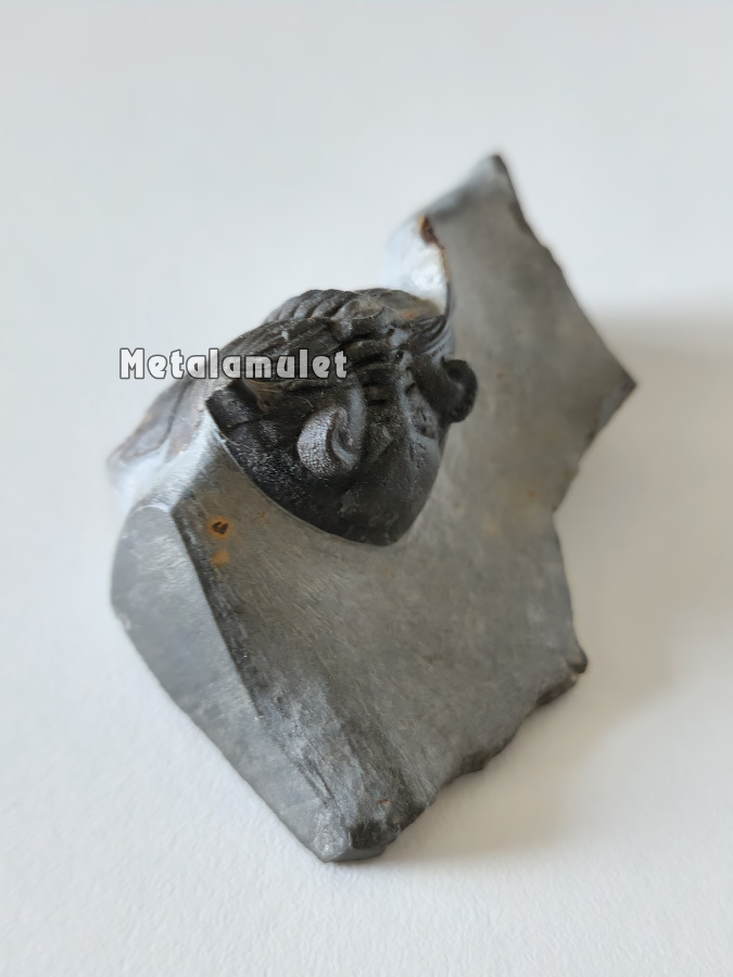 ฟอสซิลไทรโลไบท์