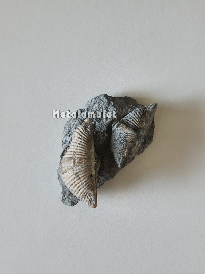 Brachiopoda (แบรคิโอพอด)