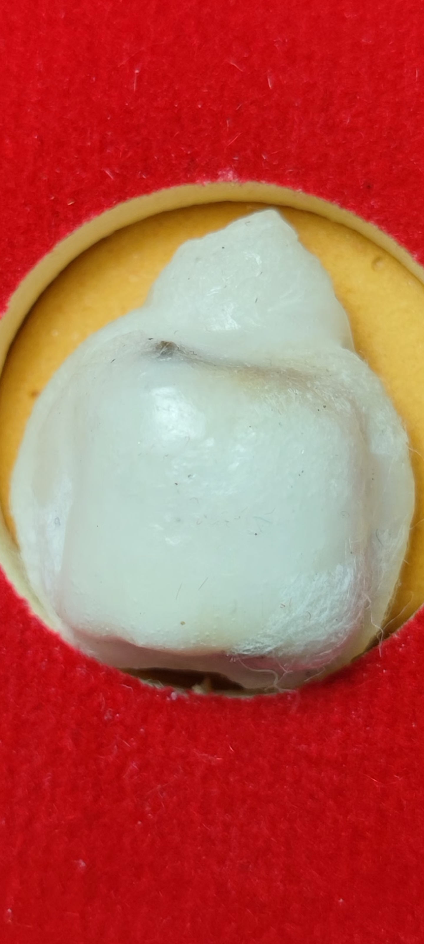 พญาเต่าเรือนมหาโภคทรัพย์ เต่าสำลีเกษา ๓ ครูบา พระอาจารย์นัทธพงศ์ ชินวโร สำนักเรือนไตรเนตร