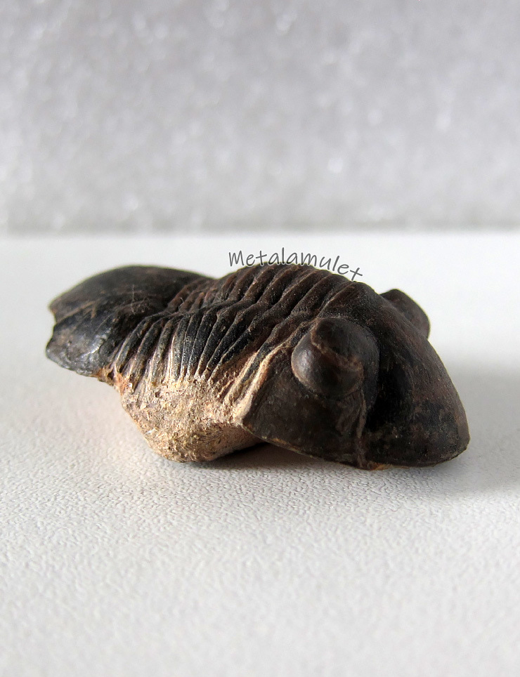 ฟอสซิลไทรละไบต์ Paralejurus