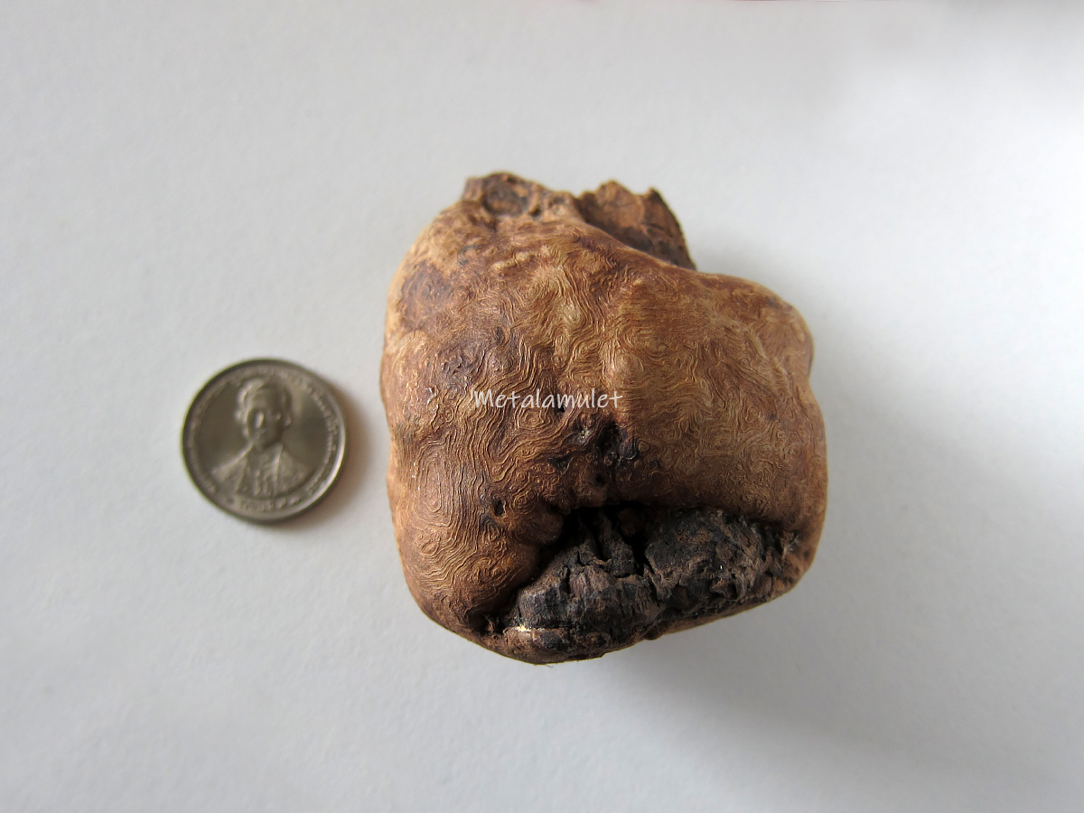 คตตะเคียน( ตาไม้ตะเคียน )