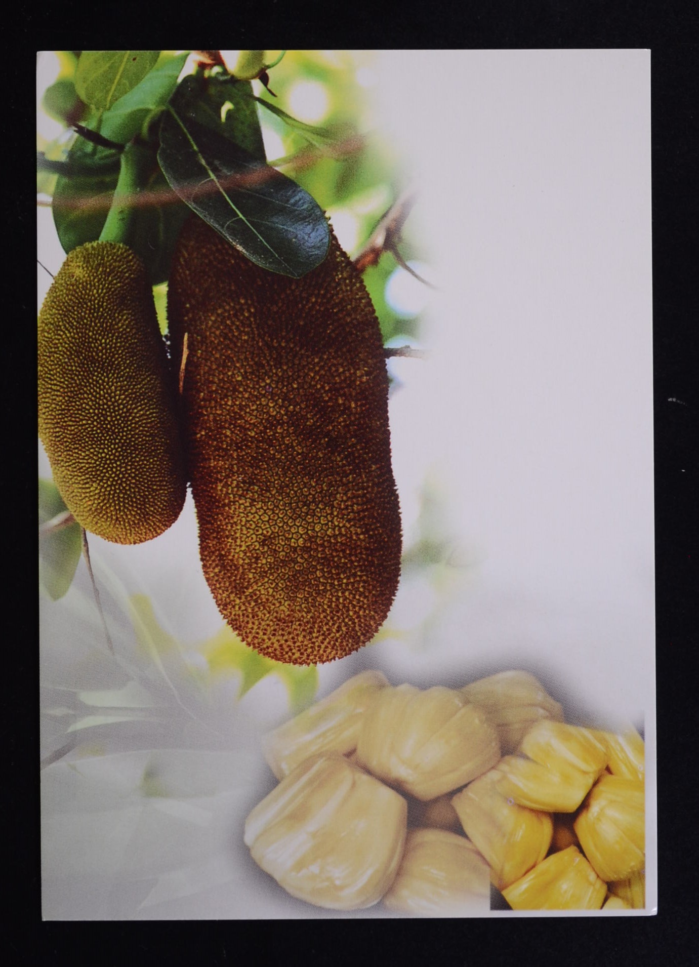 บัตรภาพ สัปดาห์สากลแห่งการเขียนจดหมาย 2546