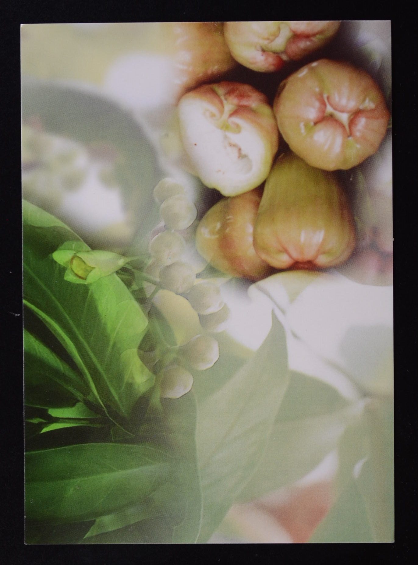 บัตรภาพ สัปดาห์สากลแห่งการเขียนจดหมาย 2546