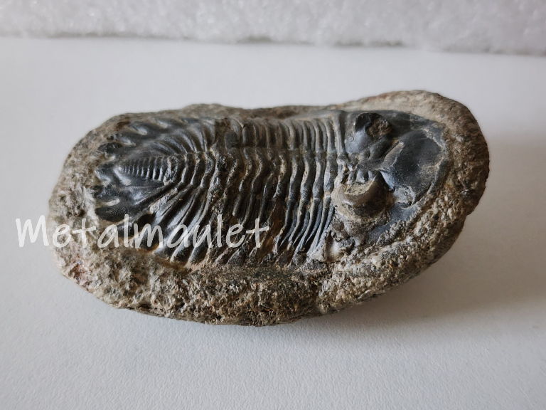 Hollardops Trilobite