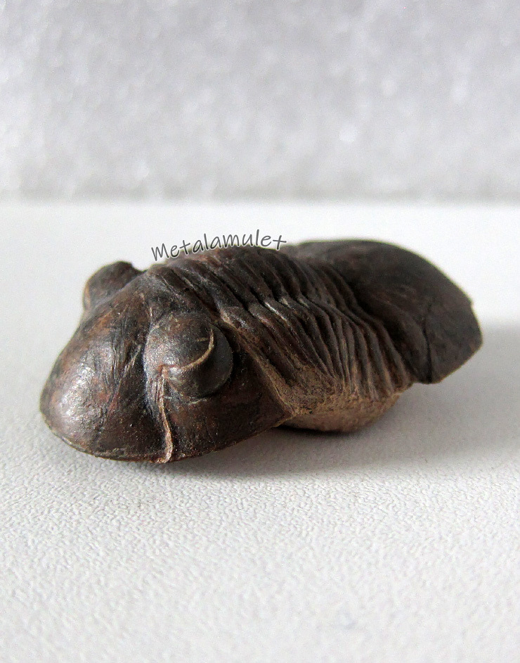 ฟอสซิลไทรละไบต์ Paralejurus