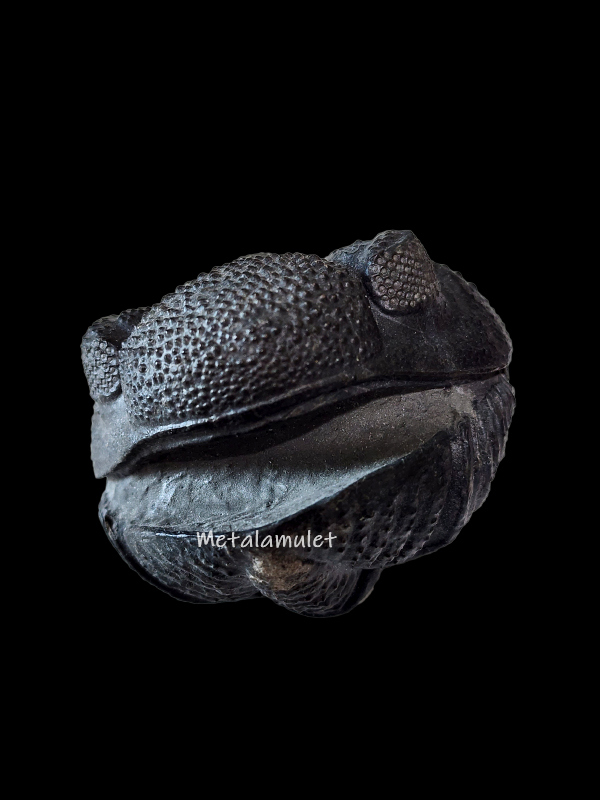 Enrolled Drotops Fossil