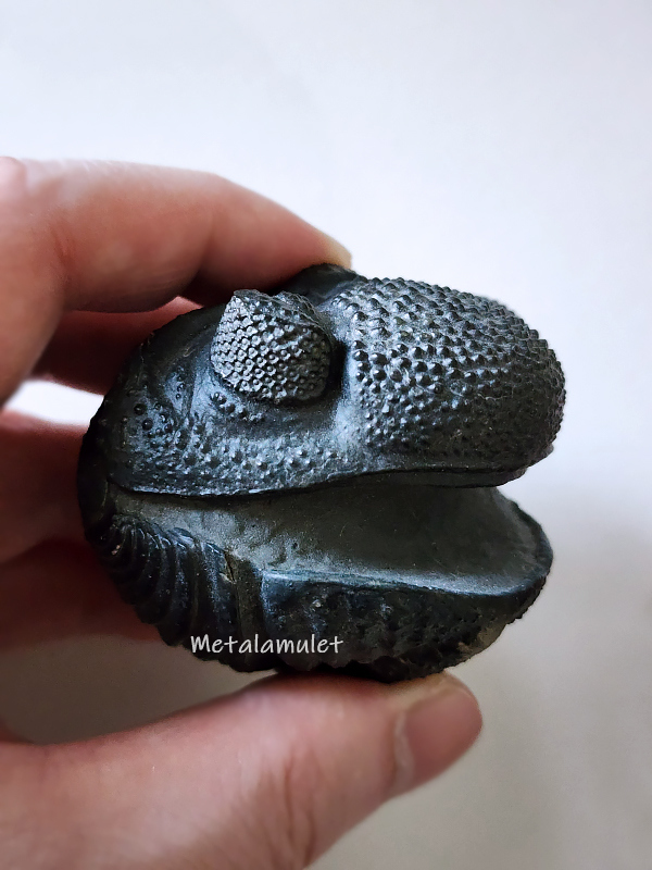 Enrolled Drotops Fossil