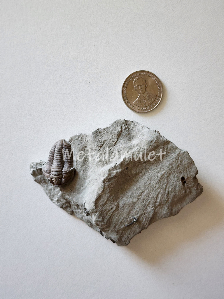 Flexicalymene Trilbote