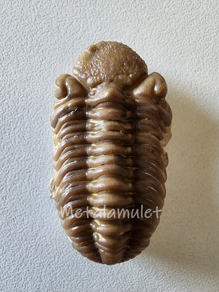 Phacops Trilobite