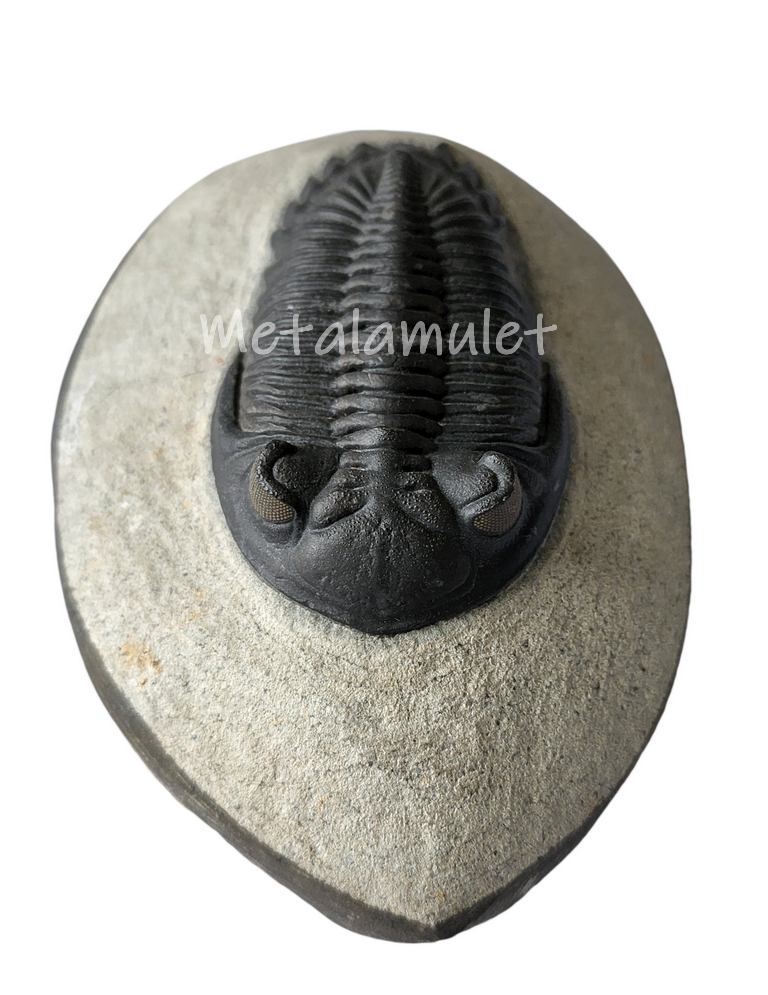 Hollardops Trilobite