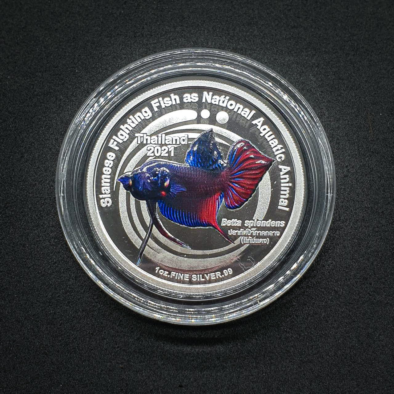 เหรียญปลากัดไทย 2 (เงินขัดเงาลงสี) โดยชมรมคนรักษ์เหรียญ (ตัวที่ 2)