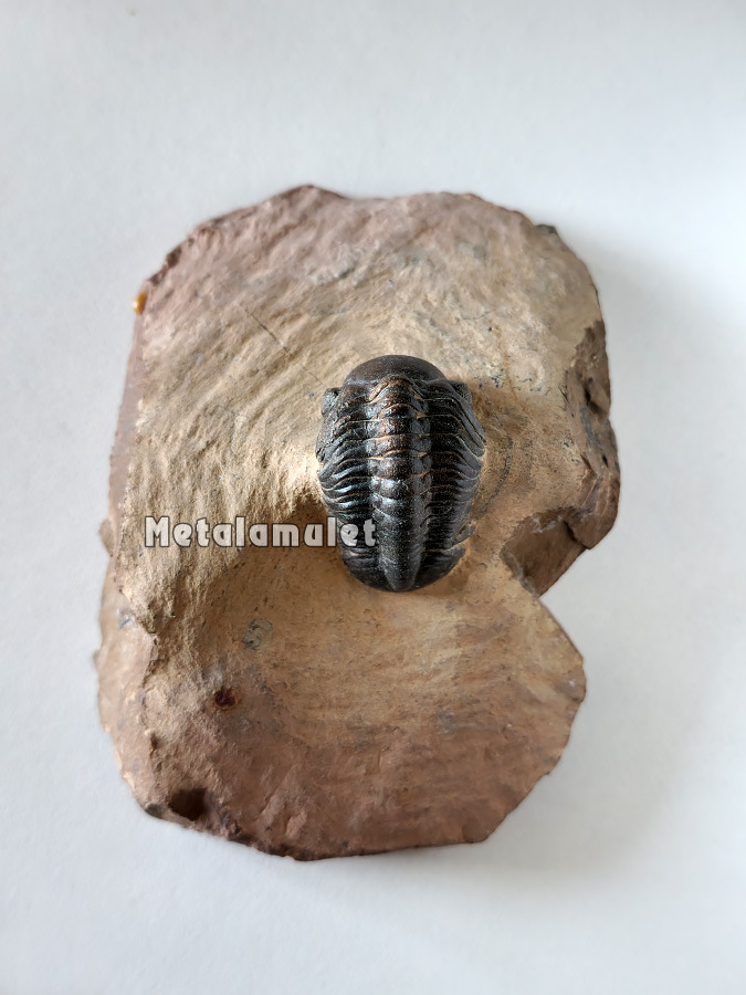 Phacops Trilobite