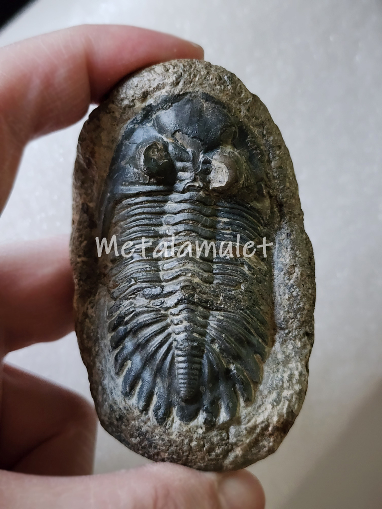 Hollardops Trilobite