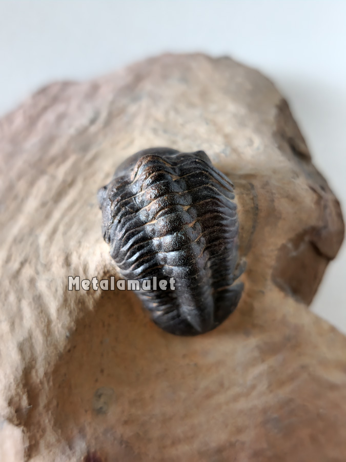 Phacops Trilobite