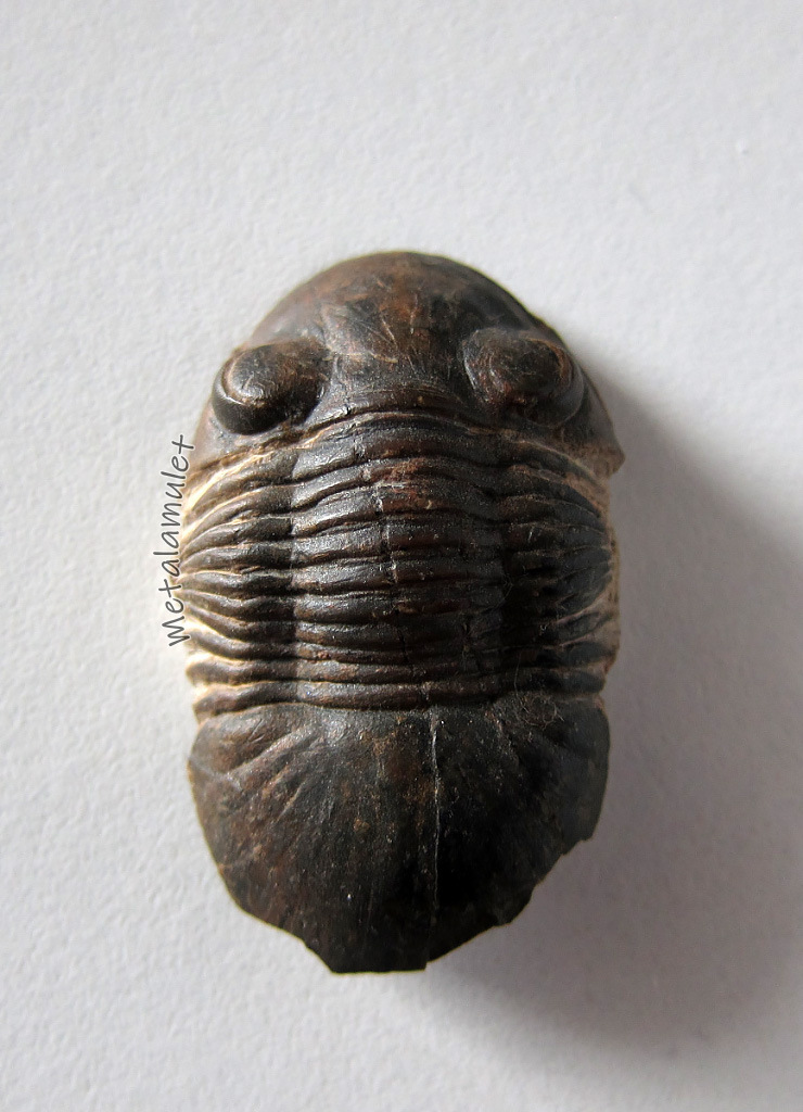 ฟอสซิลไทรละไบต์ Paralejurus