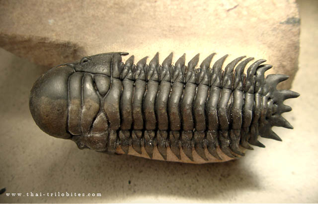 เชรูรัส