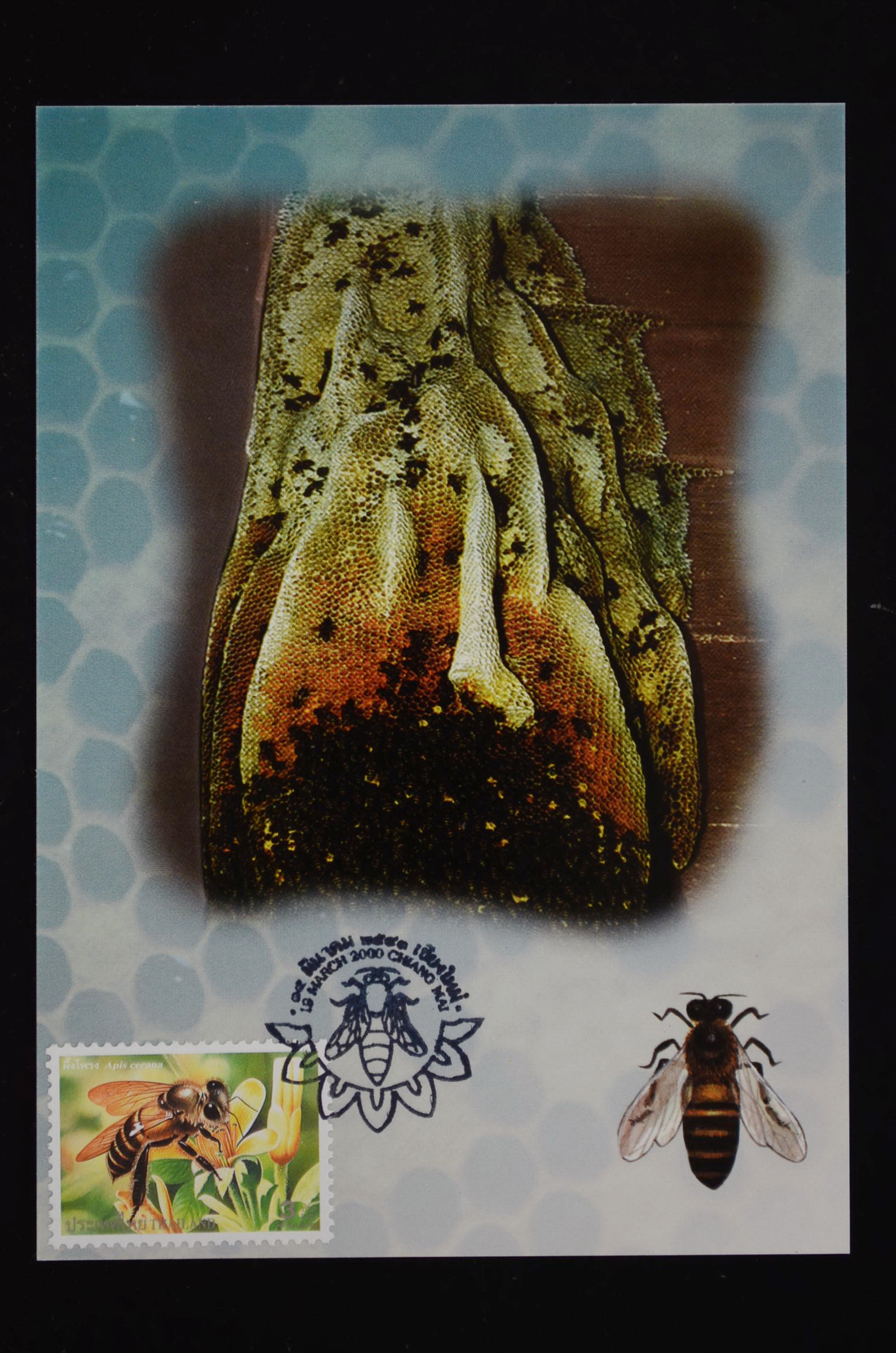 บัตรภาพ แสตมป์ผึ้ง