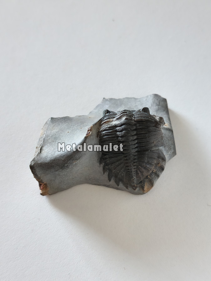 ฟอสซิลไทรโลไบท์