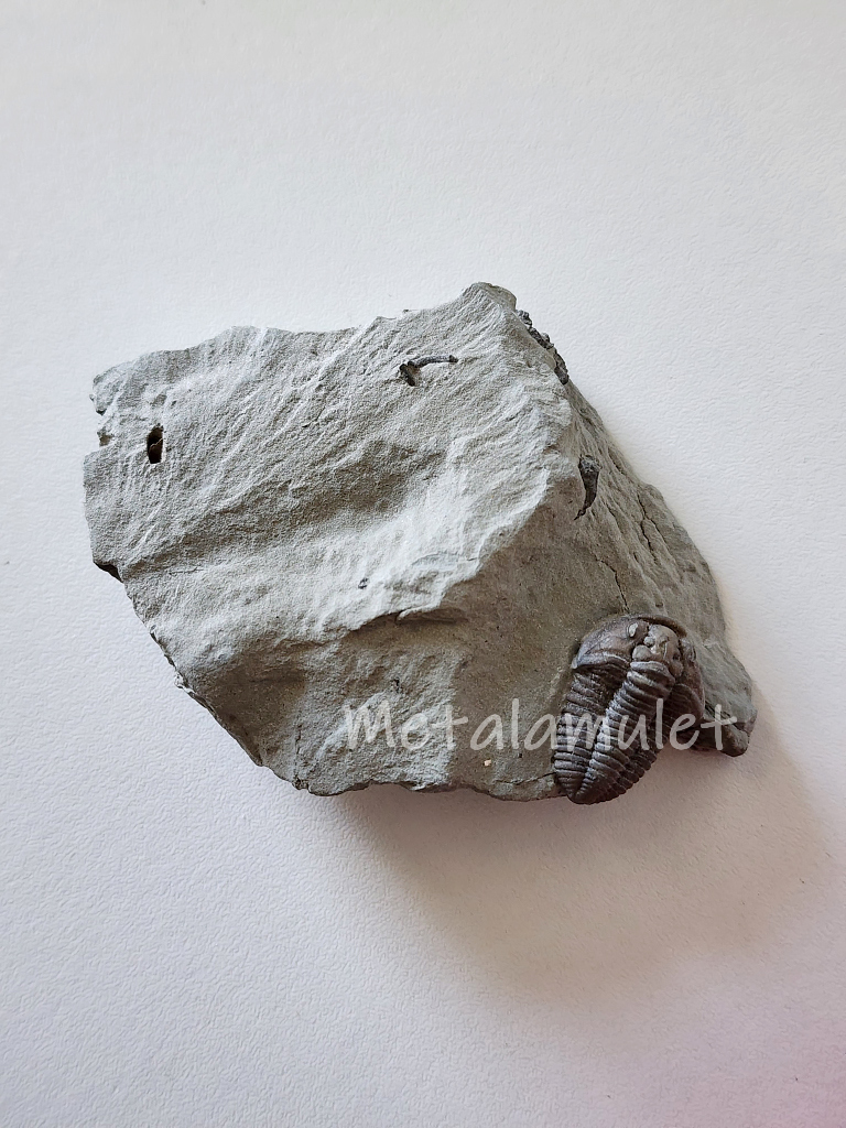 Flexicalymene Trilbote