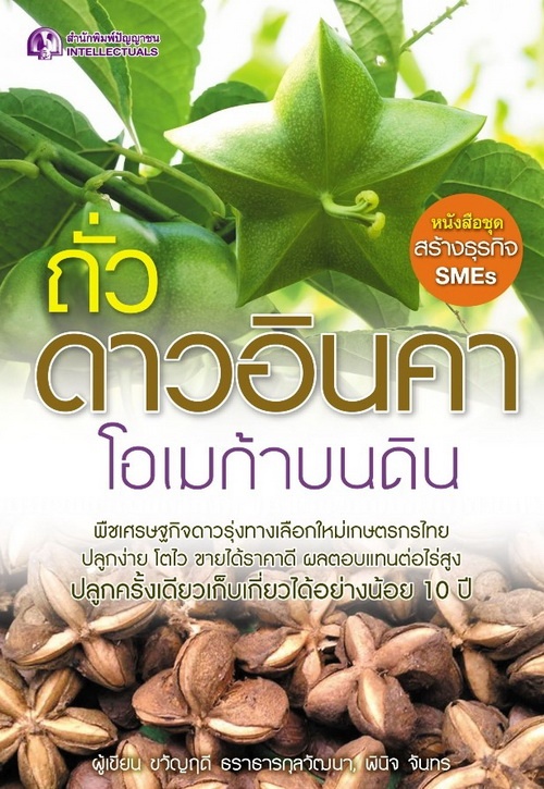 ถั่วดาวอินคา โอเมก้าบนดิน
