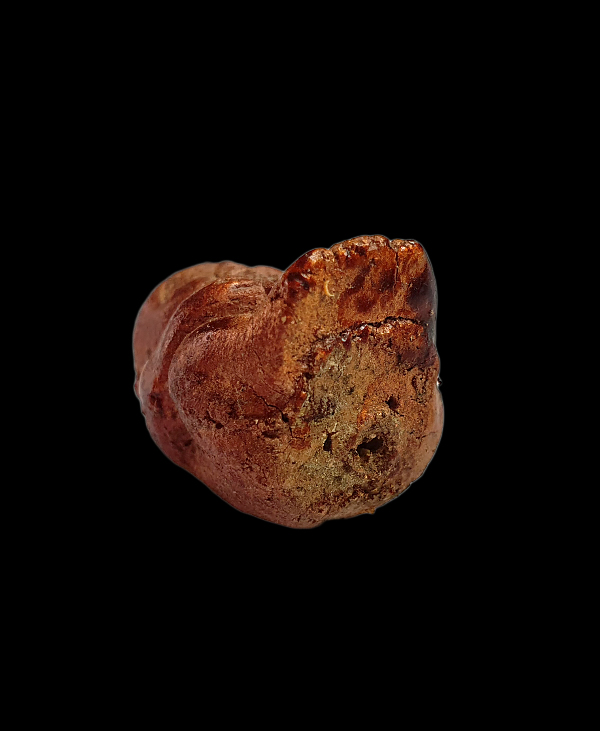 กุมารทองเทวดาน้อย หลวงพ่อช้าง