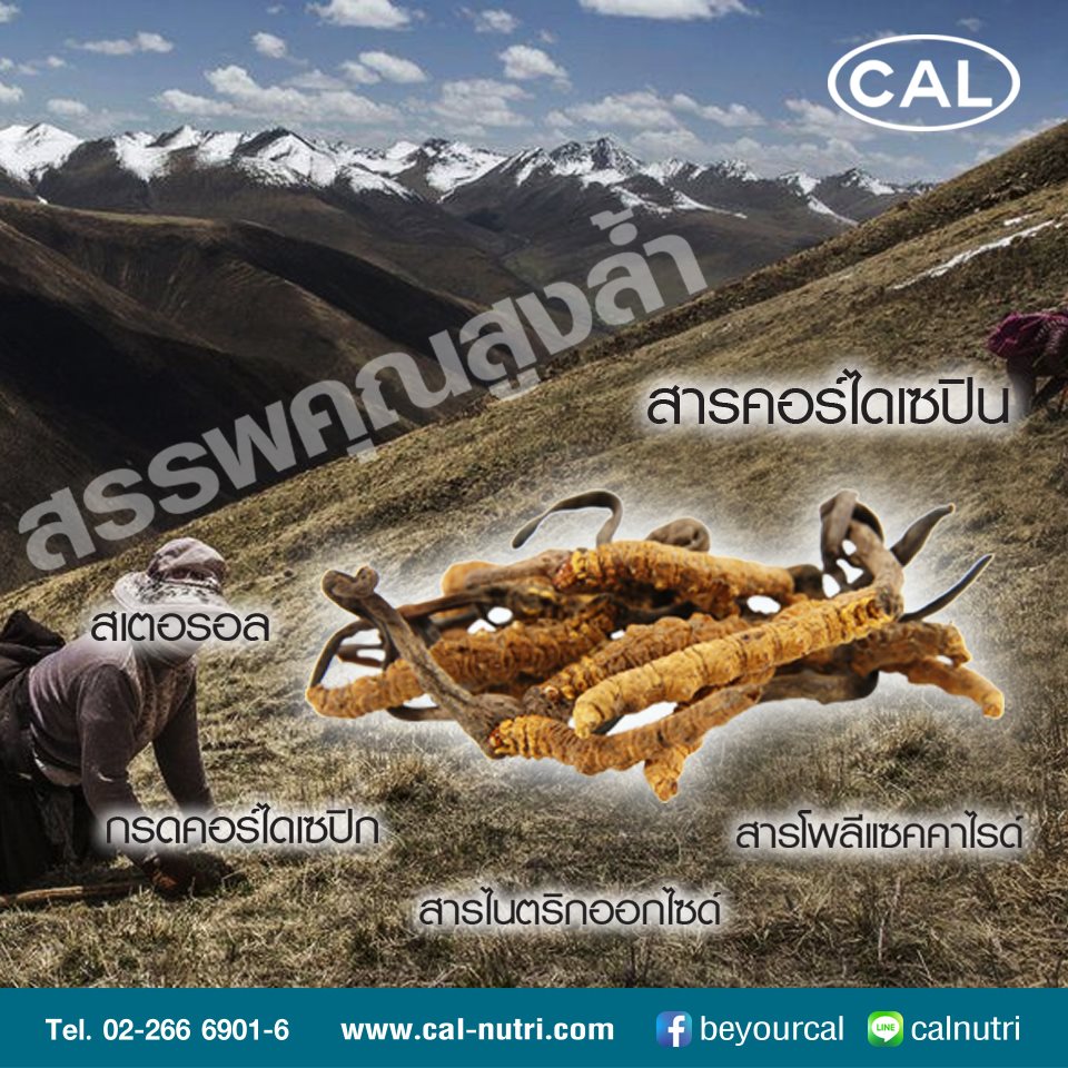 ถั่งเช่าผงผสมสารสกัดจากโสมแถมแผงลีเบอร์