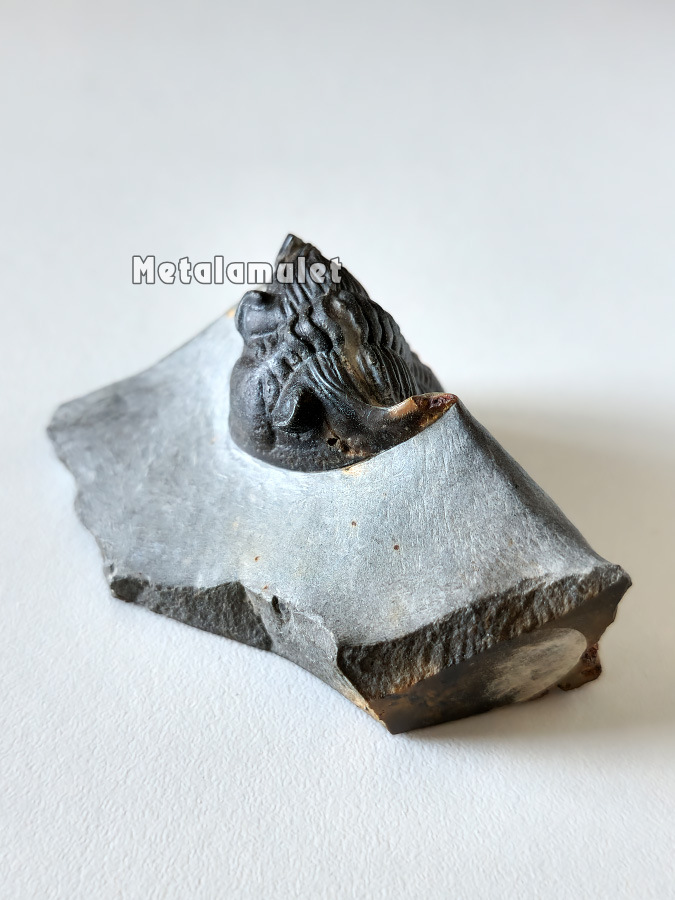 ฟอสซิลไทรโลไบท์