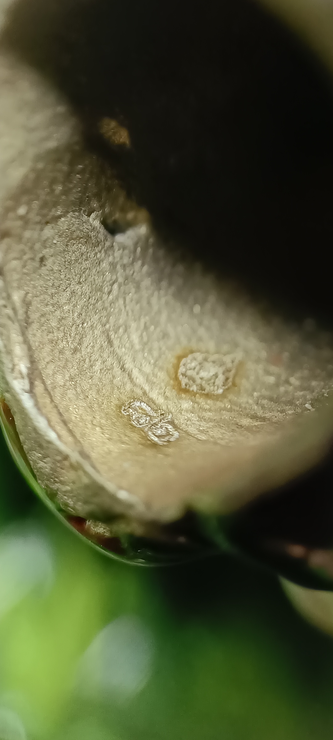 เศียรท้าวเวสสุวรรณ รุ่น บูชาครู เจ้าคุณพัฒน์ วัดห้วยด้วน ปี 65 เนื้ออัลปาก้า ลงยาม่วง