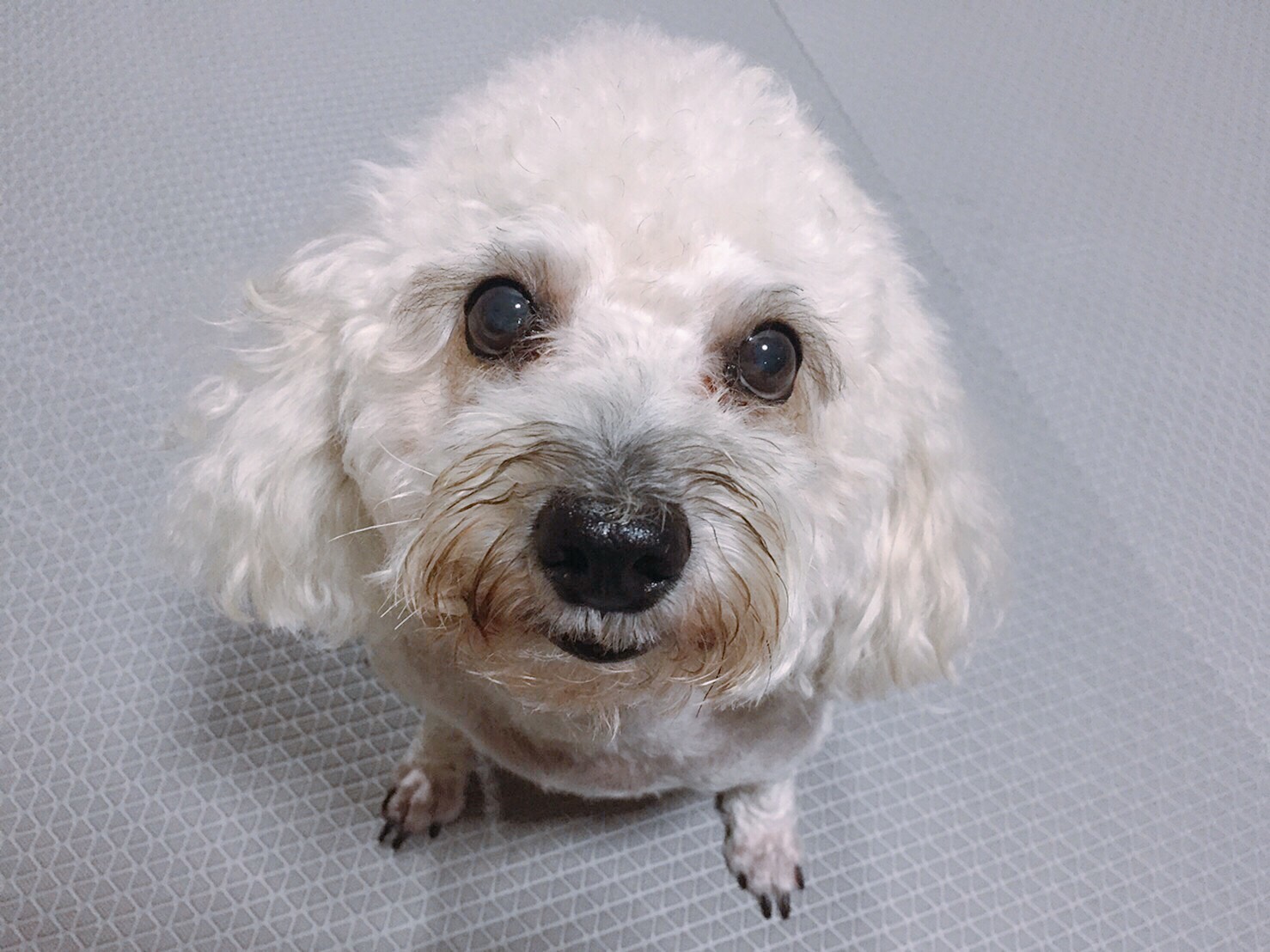 EVA foam แผ่นยางปูพื้นกันลื่นสำหรับสัตว์เลี้ยง