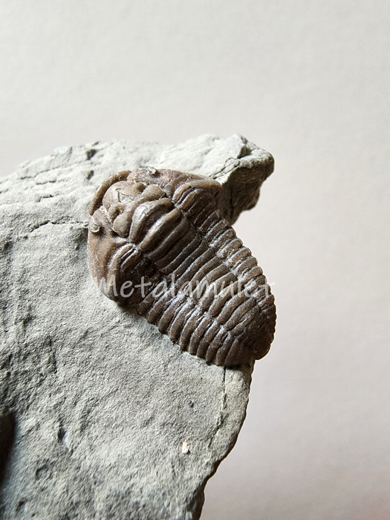 Flexicalymene Trilbote