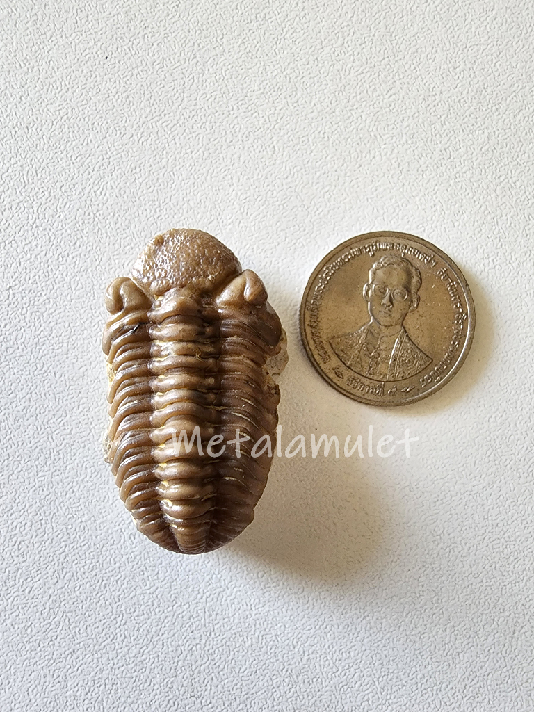 Phacops Trilobite