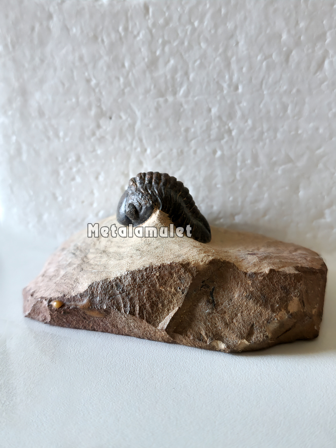 Phacops Trilobite