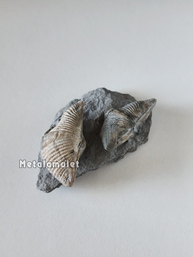 Brachiopoda (แบรคิโอพอด)