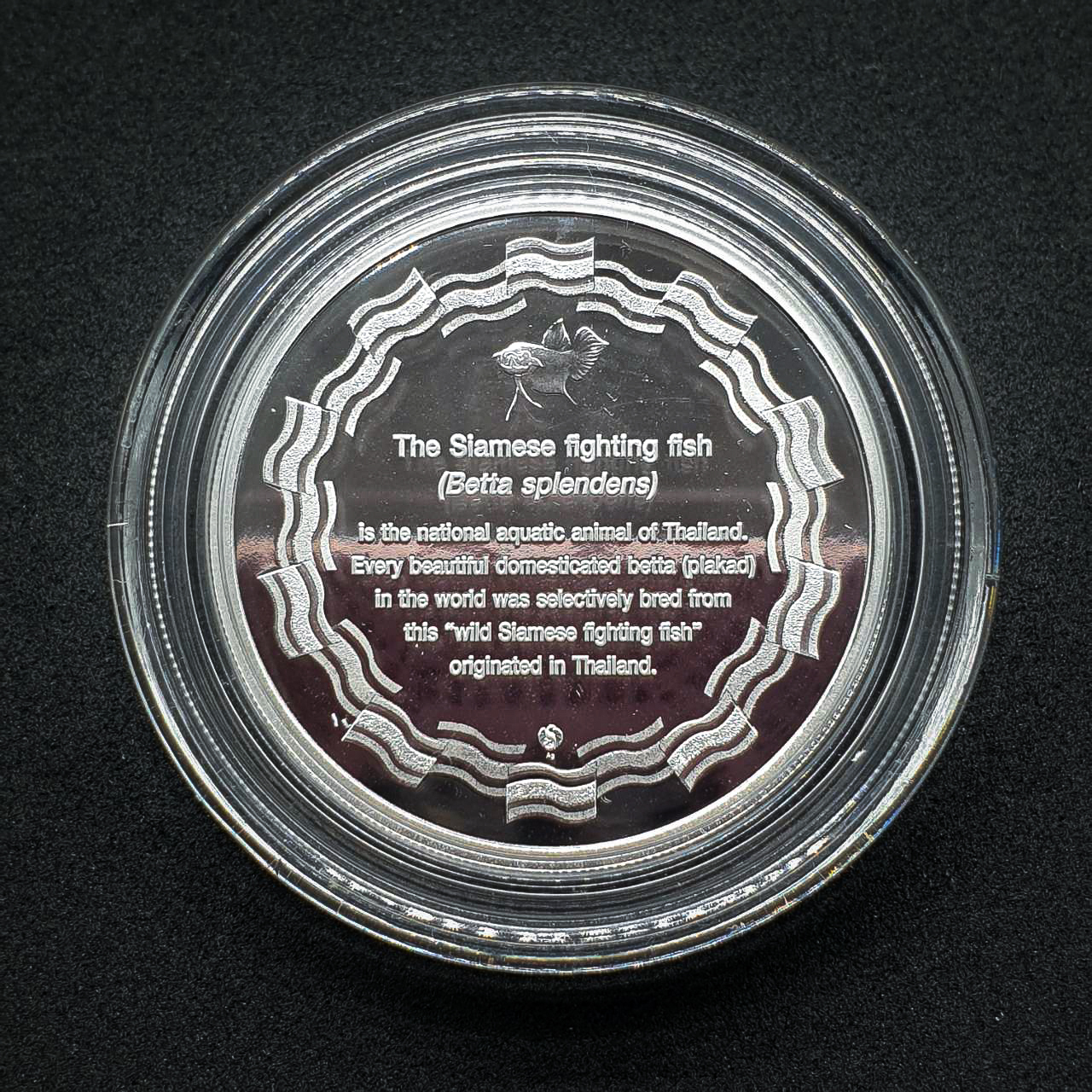 เหรียญปลากัดไทย 2 (เงินขัดเงาลงสี) โดยชมรมคนรักษ์เหรียญ (ตัวที่ 2)