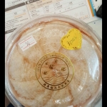 รังนกแห้งทางใต้ 燕窝干