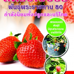 สตรอเบอร์รี พันธุ์พระราชทาน 80