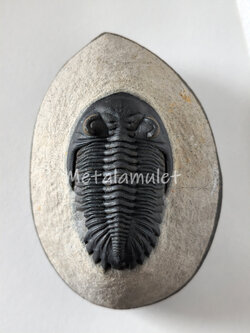 Hollardops Trilobite