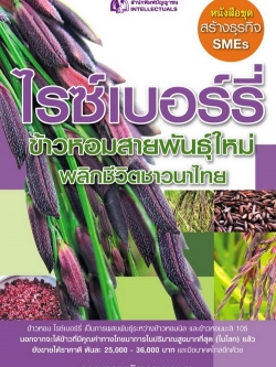 ไรซ์เบอร์รี่ ข้าวหอมสายพันธุ์ใหม่ พลิกชีวิตชาวนาไทย