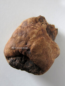 คตตะเคียน( ตาไม้ตะเคียน )