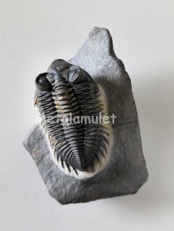 Trilobite