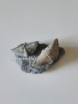 Brachiopoda (แบรคิโอพอด)