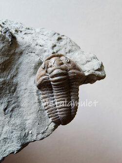 Flexicalymene Trilbote