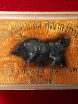 วัวธนูหลวงปู่ครูบาคำแสน