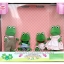 [SOLD OUT] ครอบครัวซิลวาเนียน..กบบูลรัช 4 ตัว (US) Calico Critters Bullrush Frog Family