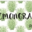 กลิ่นตะไคร้ Lemongrass